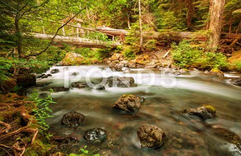 Creek in forest Stock Photos