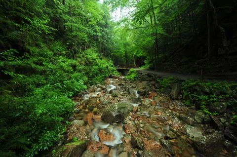 Creek in forest Stock Photos