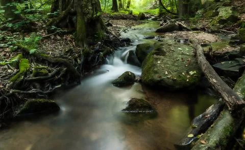 Creek in the forest Stock Photos