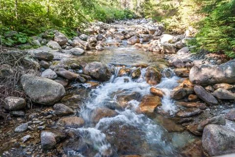 Creek in the forest Stock Photos