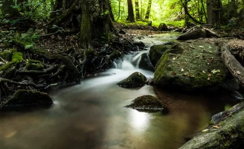 Creek in the forest Stock Photos