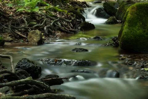 Creek in the forest Stock Photos