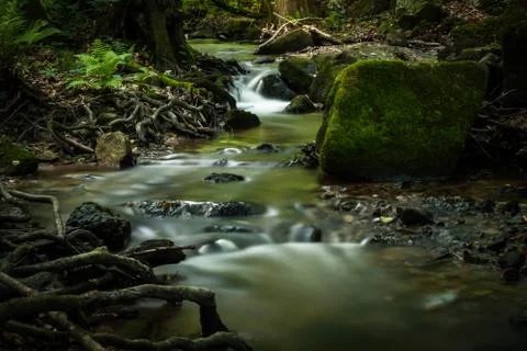 Creek in the forest Stock Photos