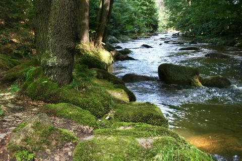 Creek in the forest Stock Photos