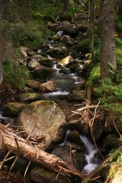 Creek in the forest Stock Photos