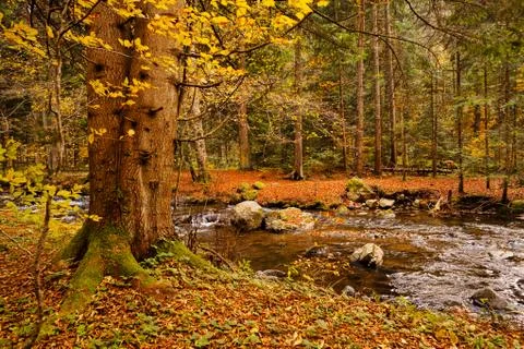 Creek in the forest Stock Photos