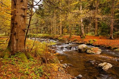 Creek in the forest Stock Photos