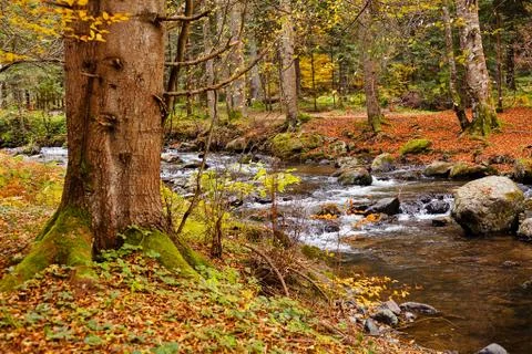 Creek in the forest Stock Photos