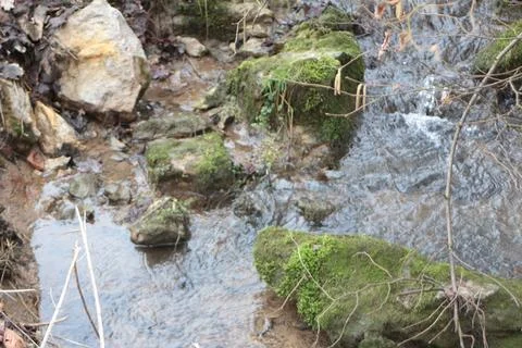 Creek in forest Foto stock