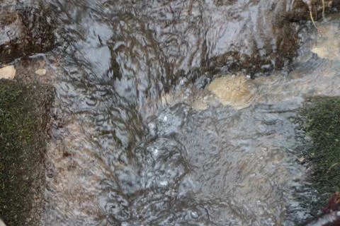 Creek in forest Foto stock