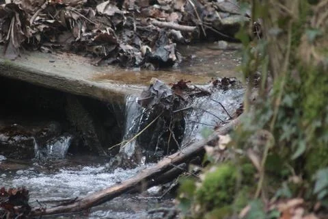 Creek in forest Фото