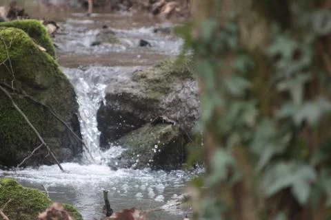 Creek in forest Foto stock