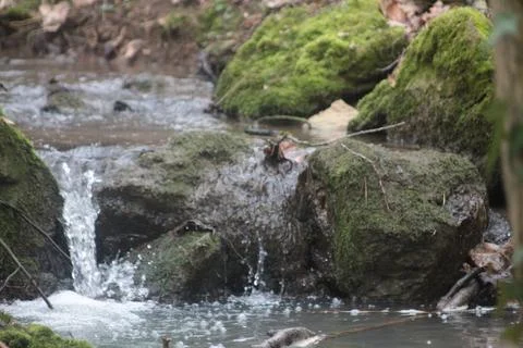 Creek in forest Foto stock