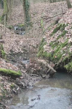 Creek in forest Фото