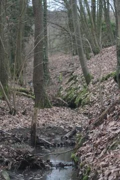 Creek in forest Фото