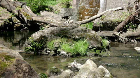 Creek in Forest with Rocks Vídeo Stock 705360