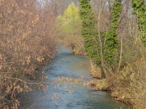 Creek in the forest in spring Stock Photos