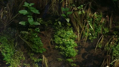 Creek in the forest with vegetation and dynamic light Video stock 77102407