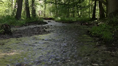 Creek in a forrest 스톡 동영상 37901197