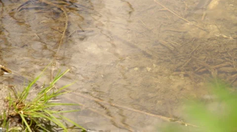 Creek Full HD3 Stock Footage 5506031