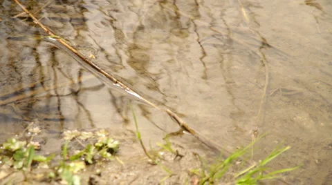 Creek Full HD4 Stock Footage 5506036