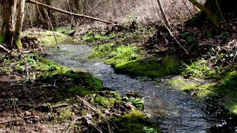 Creek in a German forest in soft spring light Stock Footage 330098974