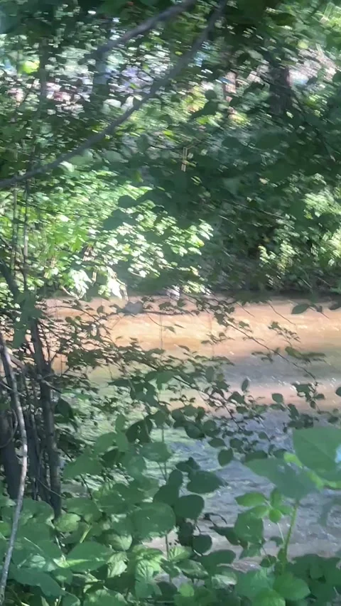 Creek going by bushes Vidéo 337210364