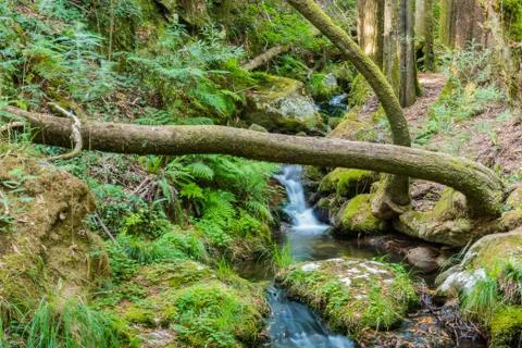 Creek going down through the forest Stock Photos