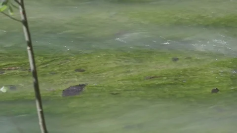 Creek green Algae in turbid Stream Water in Spring Video stock 74214959