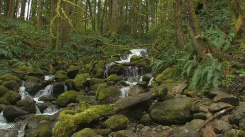 Creek in the green forest Stock Footage 125683