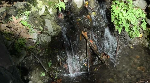 Creek in Griffith Park Stock Footage 45989162