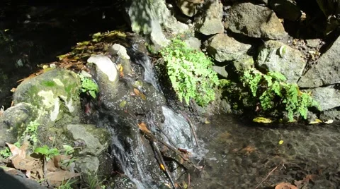 Creek in Griffith Park Stock Footage 45989485