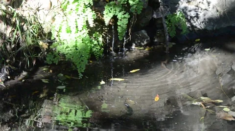 Creek in Griffith Park Stock Footage 45989748