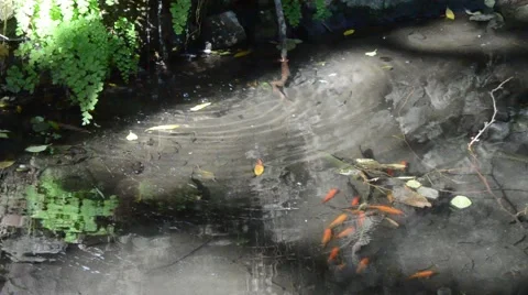 Creek in Griffith Park Stock Footage 45989874