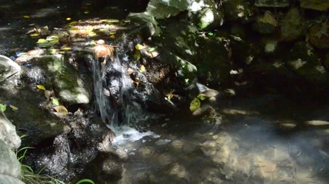 Creek in Griffith Park Stock Footage 45989909