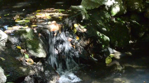 Creek in Griffith Park Stock Footage 45989965