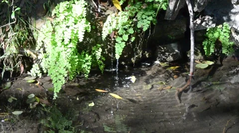 Creek in Griffith Park Stock Footage 45990163