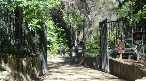 Creek in Griffith Park Stock Footage 45990259
