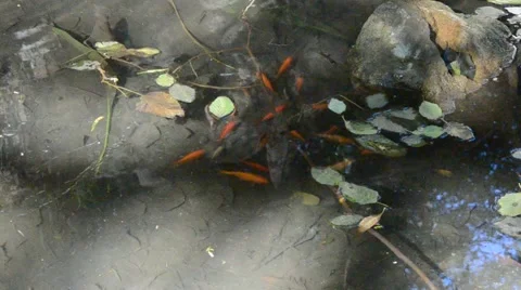 Creek in Griffith Park Stock Footage 45990265