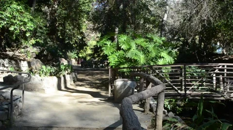 Creek in Griffith Park Stock Footage 45990431