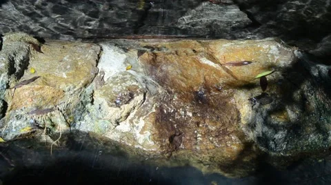 Creek in Griffith Park Stock Footage 45990566