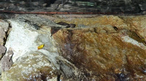 Creek in Griffith Park Stock Footage 45990629