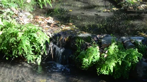 Creek in Griffith Park Stock Footage 45990997