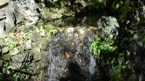 Creek in Griffith Park Stock Footage 45991115