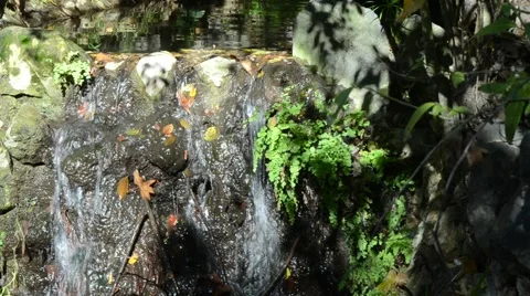 Creek in Griffith Park Stock Footage 45991299