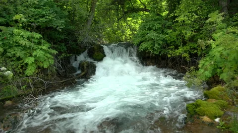 Creek gushes through the forest Stock Footage 52334886