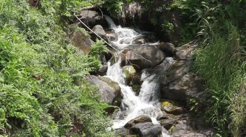 Creek in Hamakua Video stock 44881280
