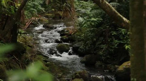 Creek in Hawaii Video stock 44878367
