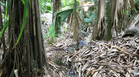 Creek in the jungle Stock Footage 36034113