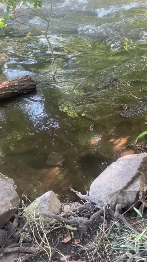 Creek with a log Vidéo 337210353